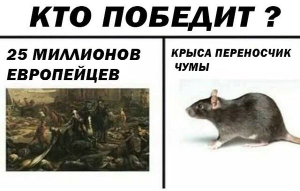 Дератизация от грызунов от крыс и мышей в Севастополе