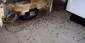 Поморить тараканов в квартире в Севастополе, цены