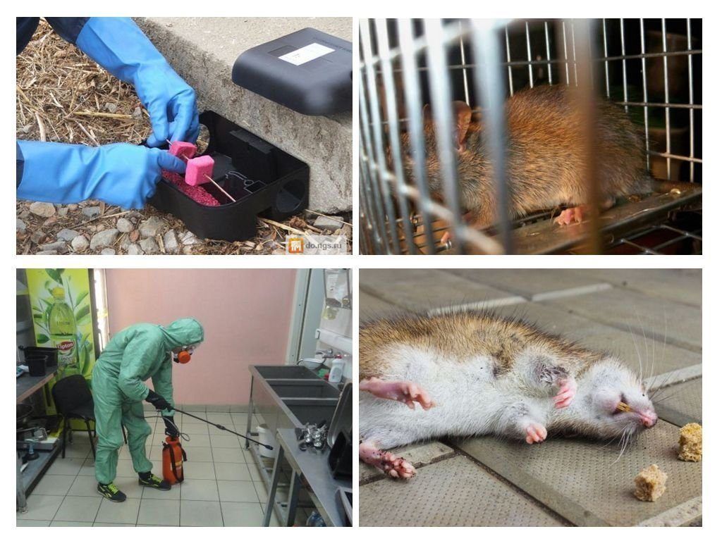 Травить грызунов крыс и мышей в Севастополе