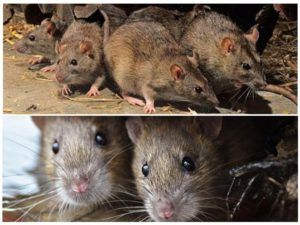 Травить грызунов крыс и мышей в Севастополе