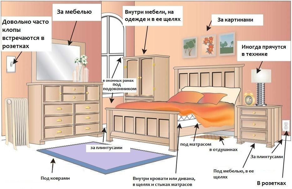 Обработка от клопов квартиры в Севастополе