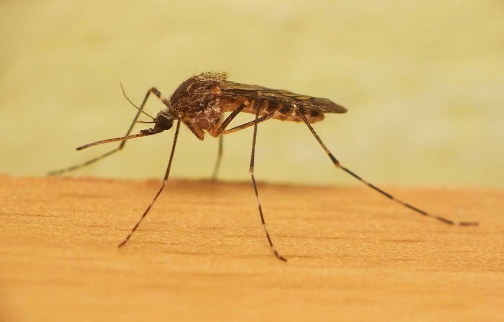 Уничтожение комаров в Севастополе