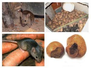 Служба по уничтожению грызунов, крыс и мышей в Севастополе