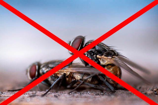 Профессиональное уничтожение мух в Севастополе с гарантией