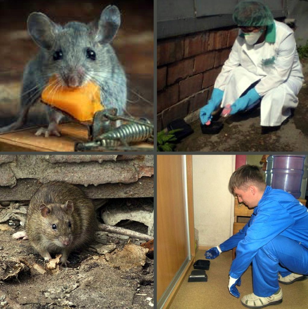 Дезинфекция от грызунов, крыс и мышей в Севастополе