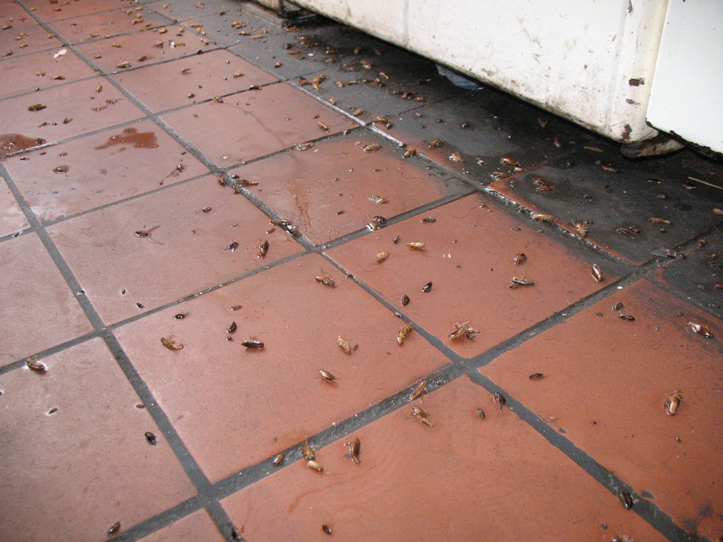 Уничтожение тараканов в квартире в Севастополе 