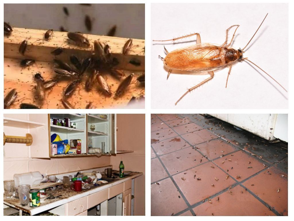 Морить тараканов в квартире в Севастополе, цены