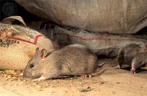 Дератизация от грызунов от крыс и мышей в Севастополе