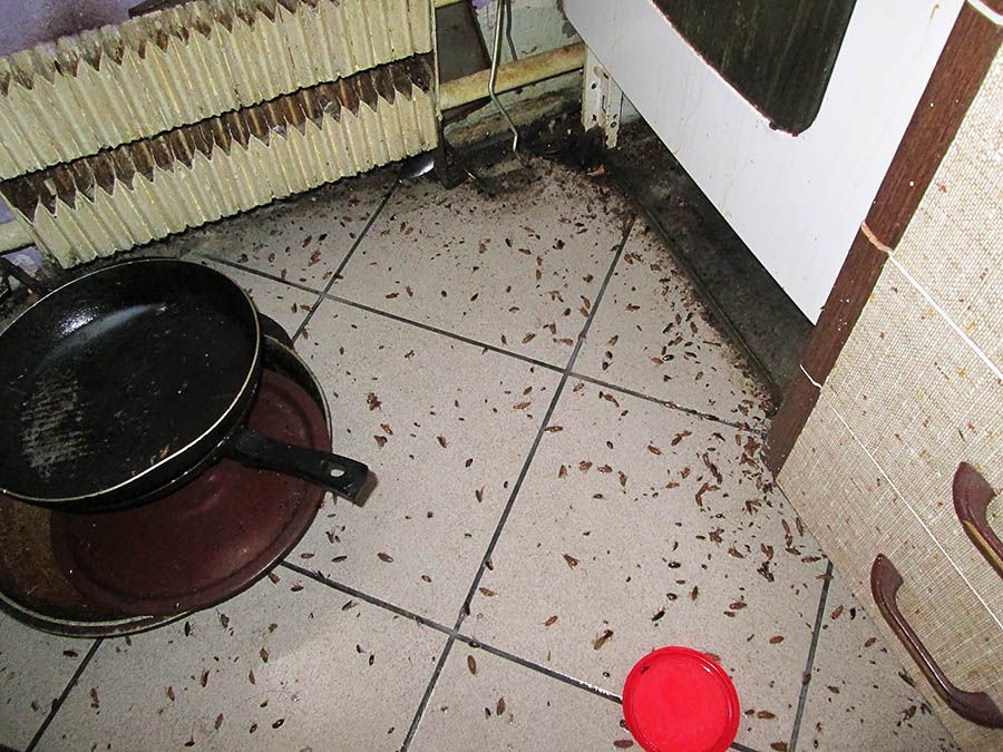 Санэпидемстанция от тараканов в Севастополе, вызвать, цены